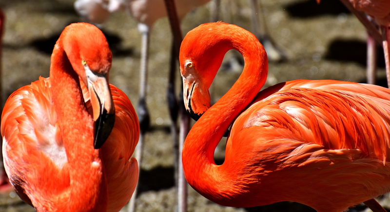close-up, group of animals, focus on foreground, red, 5K, zoo, orange color, bird, flamingos, animal wildlife, animals in the wild, munich, birds, pink Color