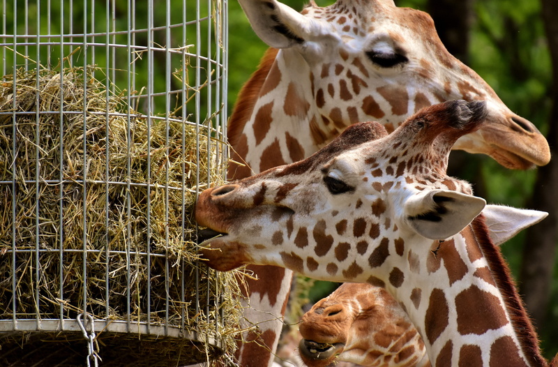 fence, wild animal, zoo, giraffe, nature, tierpark hellabrunn, animal head, one animal, animal themes, spotted, mammal, eating, no people, animal, animal neck