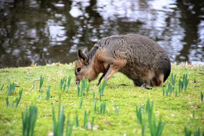 one animal, animals in the wild, outdoors, green color, animal wildlife, animal themes, day, nature, grassland, pig, brown, bunny, field, selective focus
