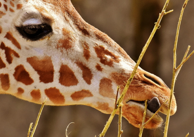 zoo, wild animal, safari, animal themes, domestic animals, animal head, animal portrait, herbivorous, nature, giraffe, tierpark hellabrunn, one animal