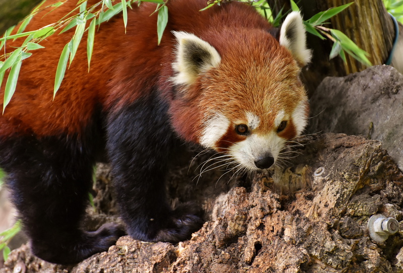 nature, animal wildlife, panda, focus on foreground, animals in the wild, tree, plant, panda - animal, outdoors, animal themes, land, bear cat, day, one animal