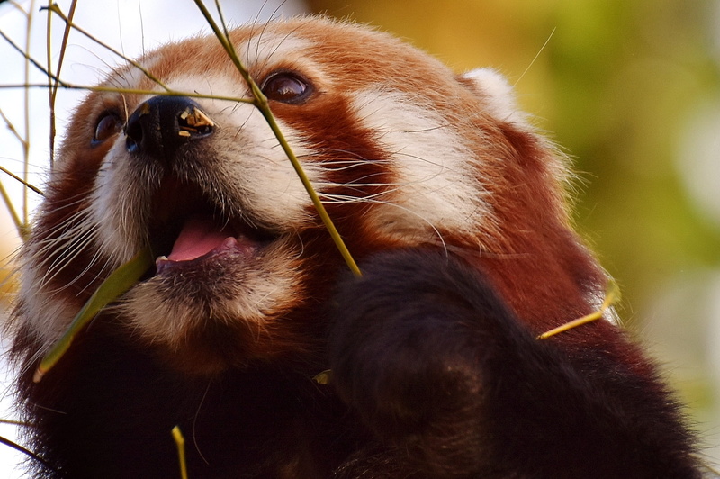 canine, domestic, himalayas, panda, mouth, looking, close-up, dog, hellabrunn, ailurus fulgens, animal mouth, animal wildlife, pets, focus on foreground