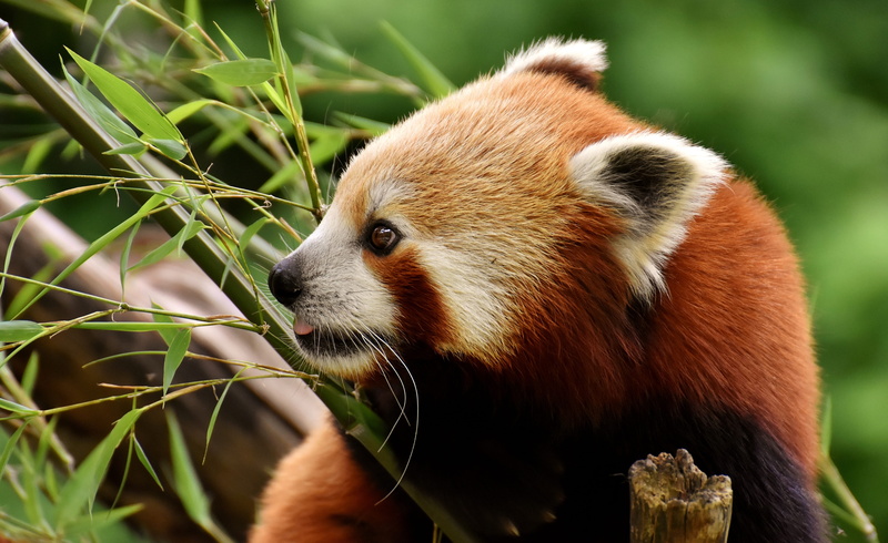 animal themes, red, ailurus fulgens, himalayas, whisker, bamboo - plant, plant part, no people, animal, outdoors, vertebrate, tree, plant, leaf, bamboo