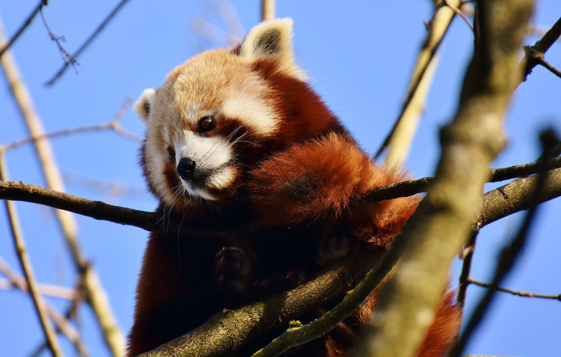 focus on foreground, nature, zoo, one animal, fire fox, hellabrunn, bear cat, animal head, animal, panda - animal, red, branch, angle, tree, mammal, close-up