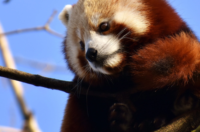 day, looking, vertebrate, panda, tree, himalayas, tierpark hellabrunn, focus on foreground, 2K, animal themes, predator, mammal, snout, no people, animal wildlife