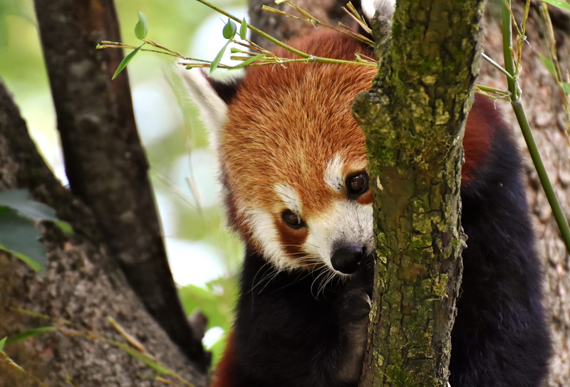 focus on foreground, vertebrate, animal wildlife, panda - animal, zoo, nature, no people, looking, fire fox, animal themes, mammal, gold dog, southwest china