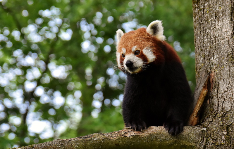 gold dog, hellabrunn, predator, animal head, vertebrate, tierpark hellabrunn, one animal, forest, tree, 4K, panda, looking away, outdoors, red panda, bear cat