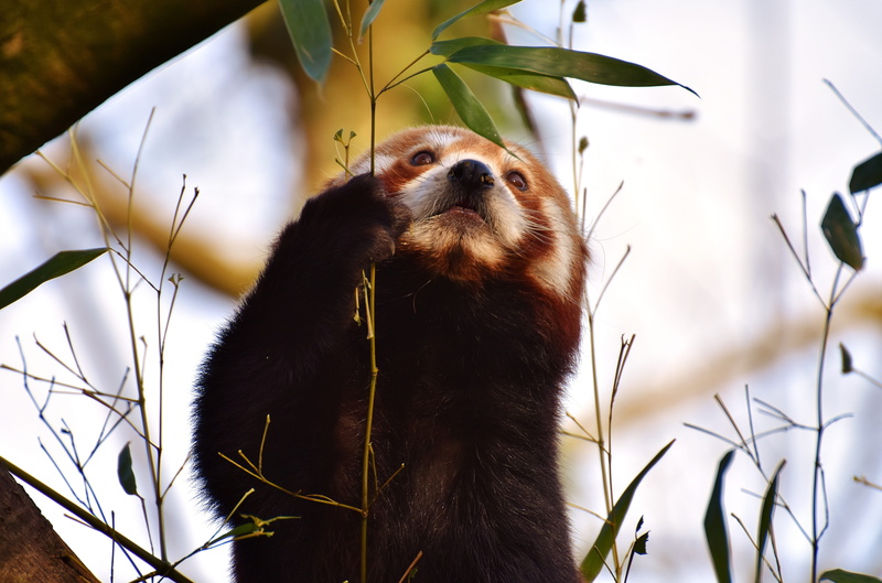 plant part, predator, focus on foreground, fire fox, red panda, china, animals in captivity, himalayas, looking, one animal, day, vertebrate, zoo, close-up