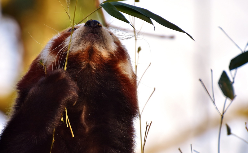 no people, plant part, brown, selective focus, vertebrate, animal wildlife, one animal, 4K, southwest china, red panda, close-up, zoo, bear cat, outdoors
