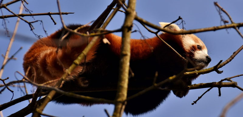 hellabrunn, animal, plant, herbivorous, bear cat, close-up, 2K, outdoors, animal wildlife, nature, animal body part, vertebrate, branch, one animal, focus on foreground