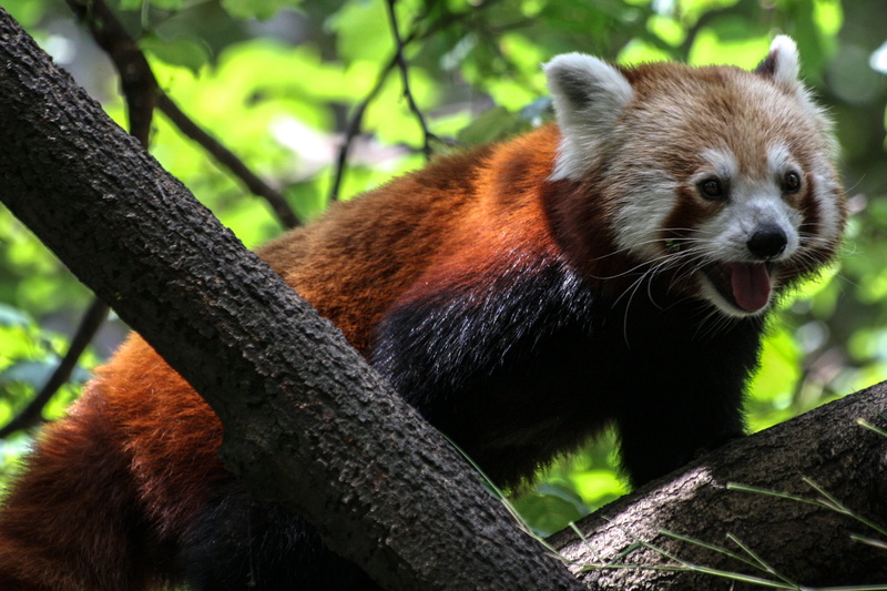 panda, fire fox, animals in the wild, red panda, tree, looking away, branch, black, animal, nature, close-up, bamboo - plant, bear, looking, ailurus fulgens