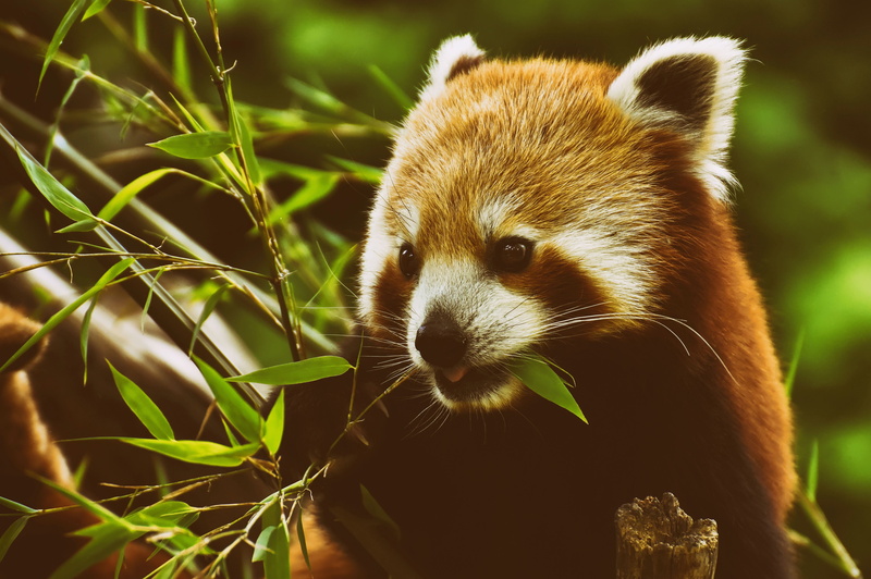 bear cat, red panda, grass, 5K, one animal, animal head, panda - animal, outdoors, zoo, hellabrunn, mammal, panda, close-up, animal themes, tierpark hellabrunn