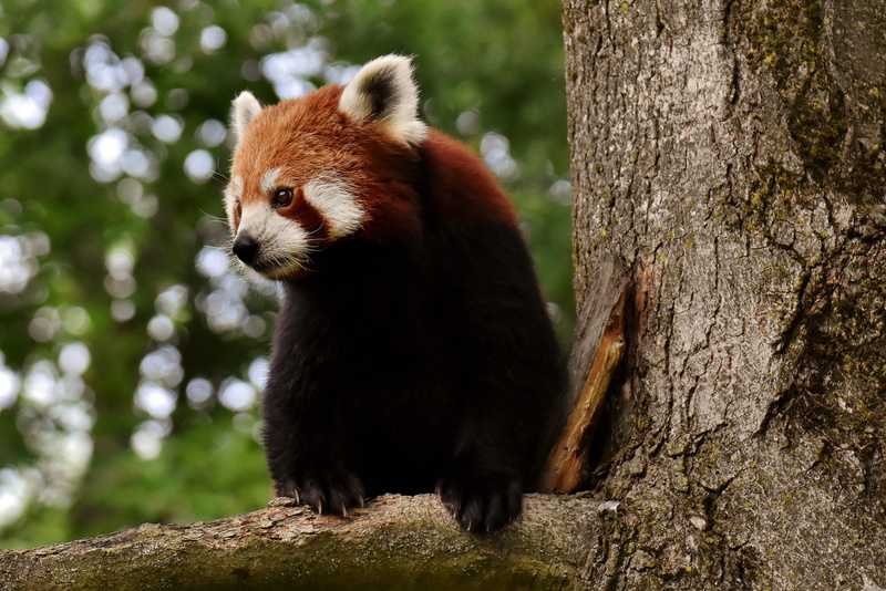 gold dog, animal wildlife, vertebrate, mammal, tree trunk, whisker, looking away, nature, hellabrunn, one animal, bear cat, tree, animal hair, himalayas