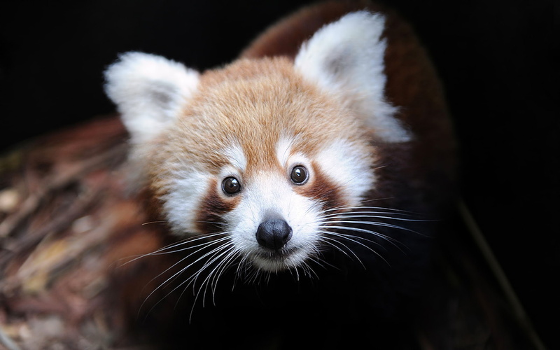 firefox, 1080P, Ailurus fulgens, red Panda