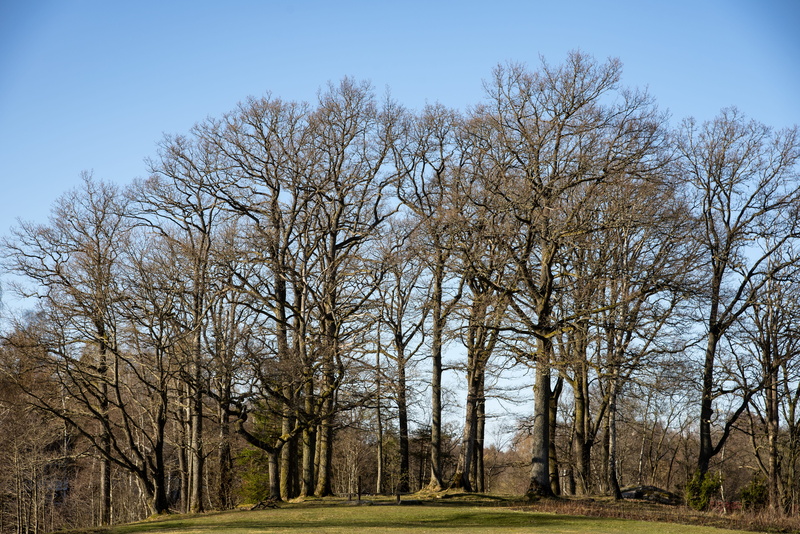 tranquility, tree, april, day, field, 5K, branches, tranquil scene, outdoors, change, sky, forest, treelined, kalt, spring, woodland, growth, bare tree