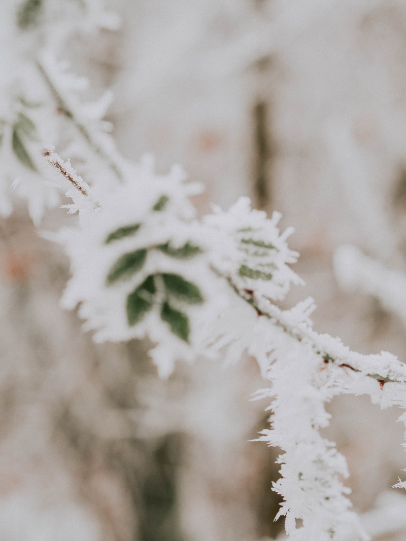 outdoors, germany, close-up, ice, cold temperature, blätter, selective focus, winter, baum, tree, no people, eis, frost, natur, day, 4K, snow, nature