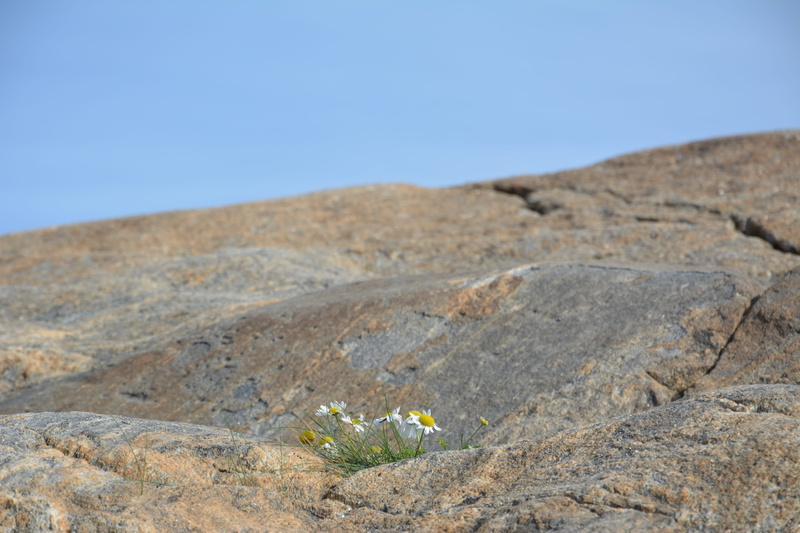 scenics - nature, copy space, solid, day, 5K, himmel, arid climate, mountain, no people, landscape, clear sky, nature, flowering plant, plants, daisy