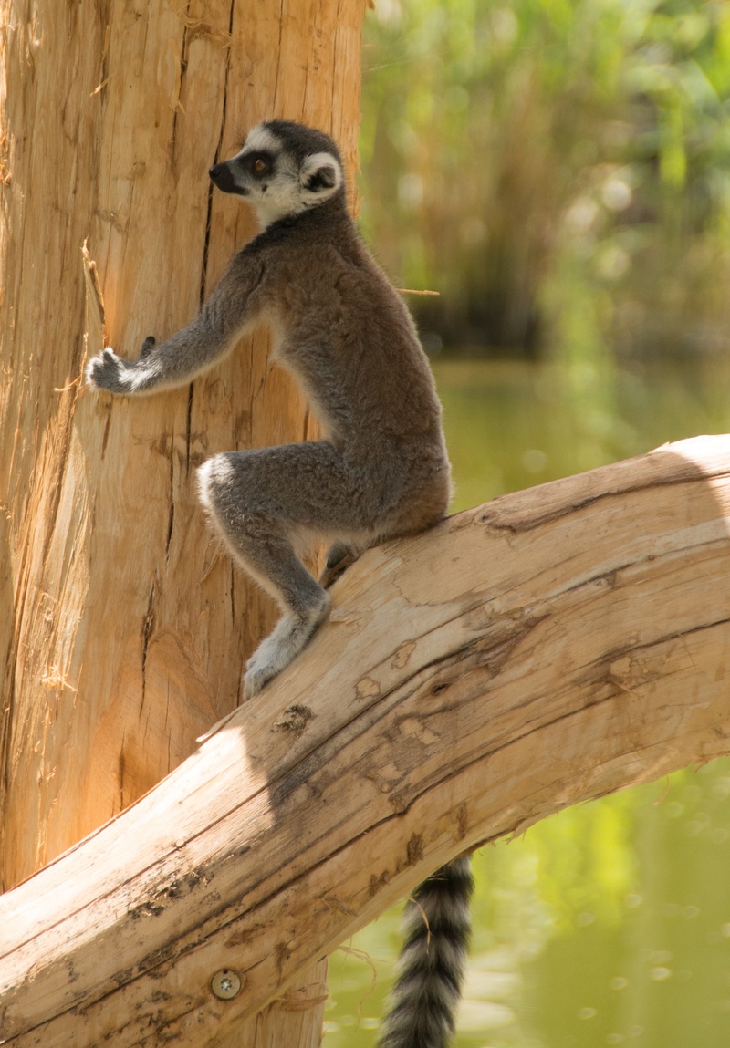 lemur, day, face, animal, black and white, animal wildlife, catta, young animal, out, monkey, sitting, tree, zoo, mammal, madagascar, wildlife, 2K, no people