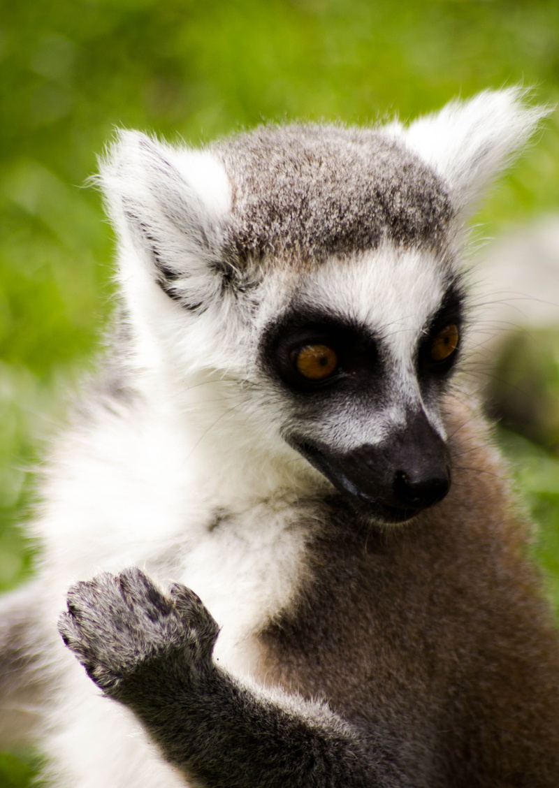 furry, black, ring, wild, nature, endangered, wildlife, face, animal body part, species, animal photography, striped, wildlife photography, tailed, zoo