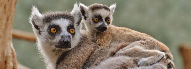 close-up, munich, animals In The Wild, fur, endangered Species, day, group of animals, security, 1080P, care, africa, no people, lemurs, sweet, animal family