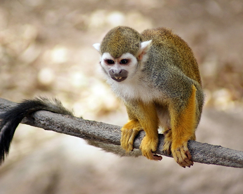 nice, Phoenix Zoo, 480P, outdoors, outdoor, looking, wildlife, views, branch, mammal, small, forest, brown, Saimiri, animal, cute, Monkey, animals In The Wild