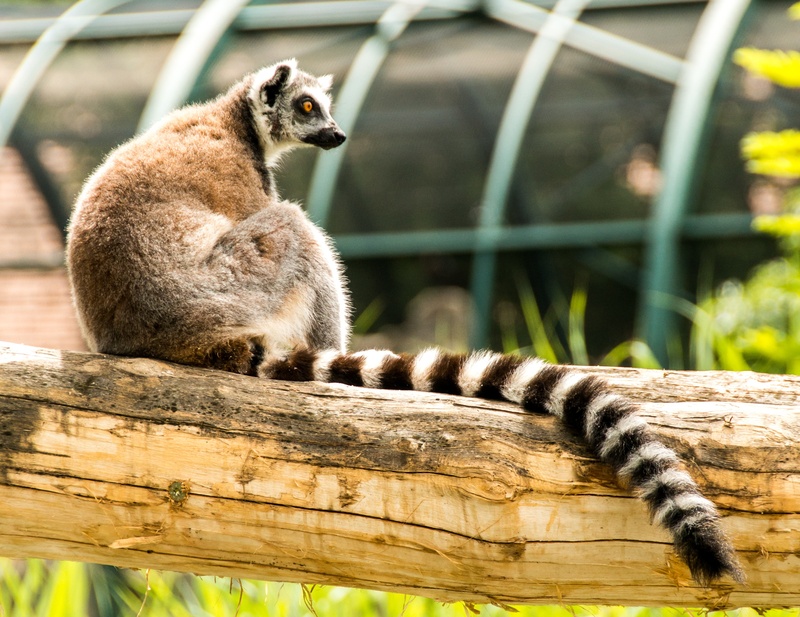 focus on foreground, seat, face, no people, madagascar, nature, cute, branch, sit, sitting, close-up, chill out, zoo, animals in captivity, catta, lemur catta