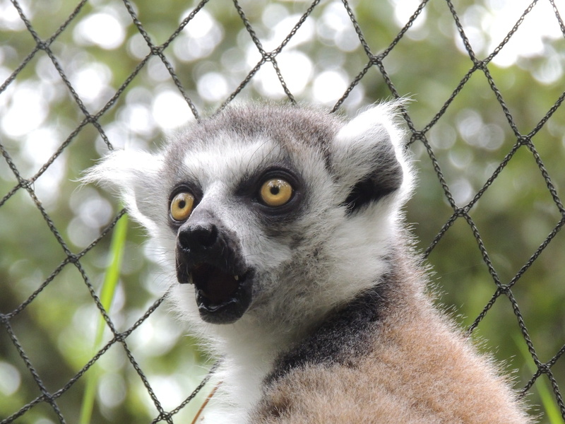fence, ring-tailed Lemur, animals in captivity, zoo, vertebrate, yellow eyes, animals In The Wild, mammal, endangered Species, nature, animals And Pets