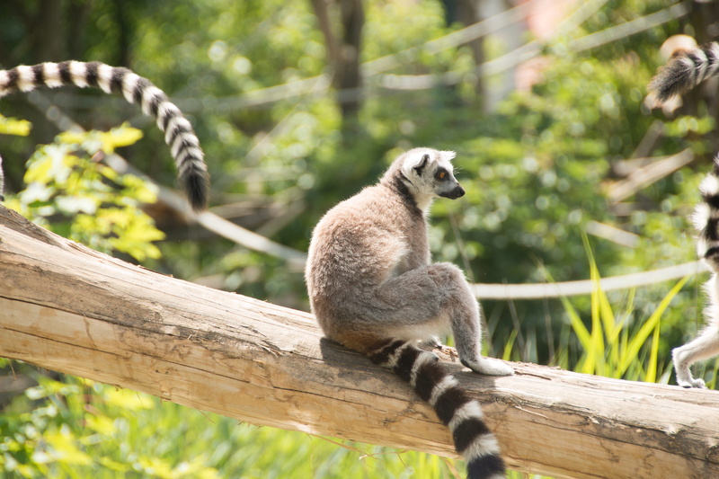 tail, lemur catta, focus on foreground, animal wildlife, eye, ring tailed lemur, face, catta, one animal, tree, wildlife, plant, branch, madagascar, monkey