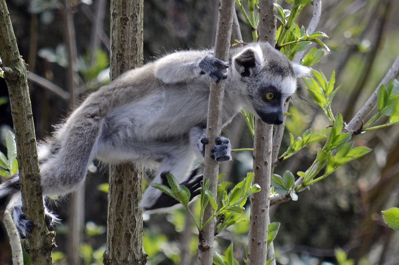 wood, lemur, tropical Rainforest, wildlife, cute, 720P, run, forest, mammal, Nikon  D5100, animals In The Wild, monkey, ring-tailed Lemur, branch, gray