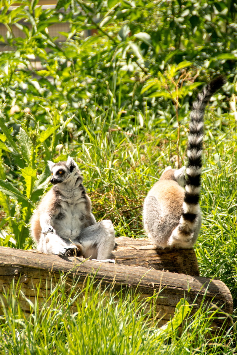 catta, wild, sit, lemur, wildlife, tree, africa, zoo, vertebrate, green color, species of primate, animal, monkey, no people, young animal, grass, casual