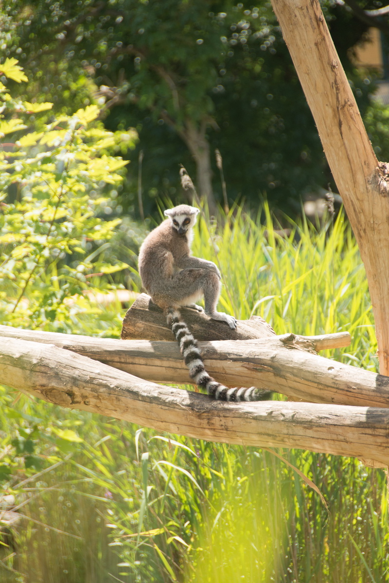primate, focus on foreground, tail, zoology, monkey, chill out, outdoors, nature, zoo, stripes, catta, day, no people, wood - material, sit, seat, plant