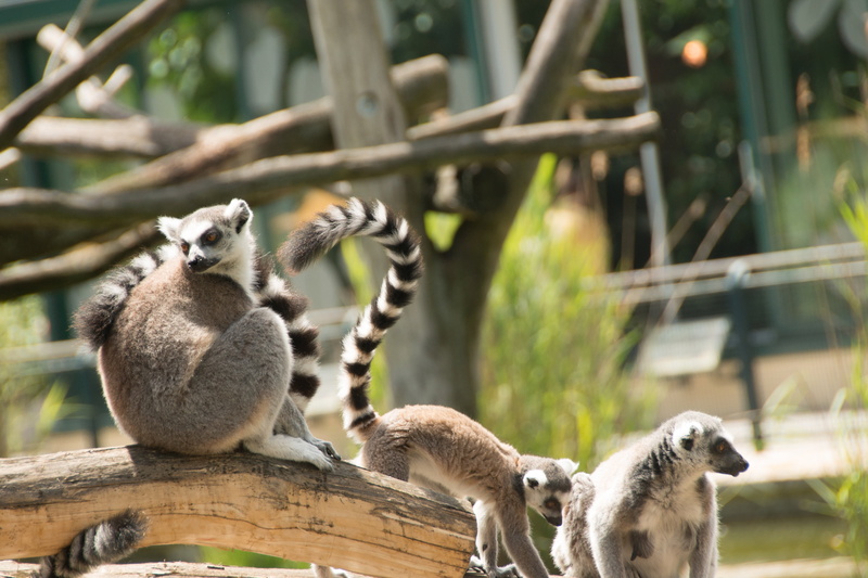 nature, animal, striped, eye, wildlife, catta, 4K, two animals, seat, face, mammal, animals in captivity, cheeky, out, chill out, wood - material, animal wildlife