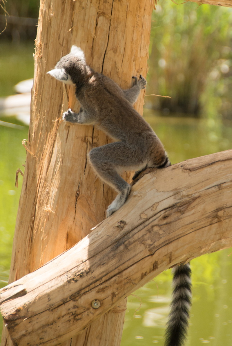 wood - material, wild, cheeky, tail, no people, trunk, curious, face, wildlife, animal, zoo, tree trunk, playful, mammal, focus on foreground, lemur, tribe