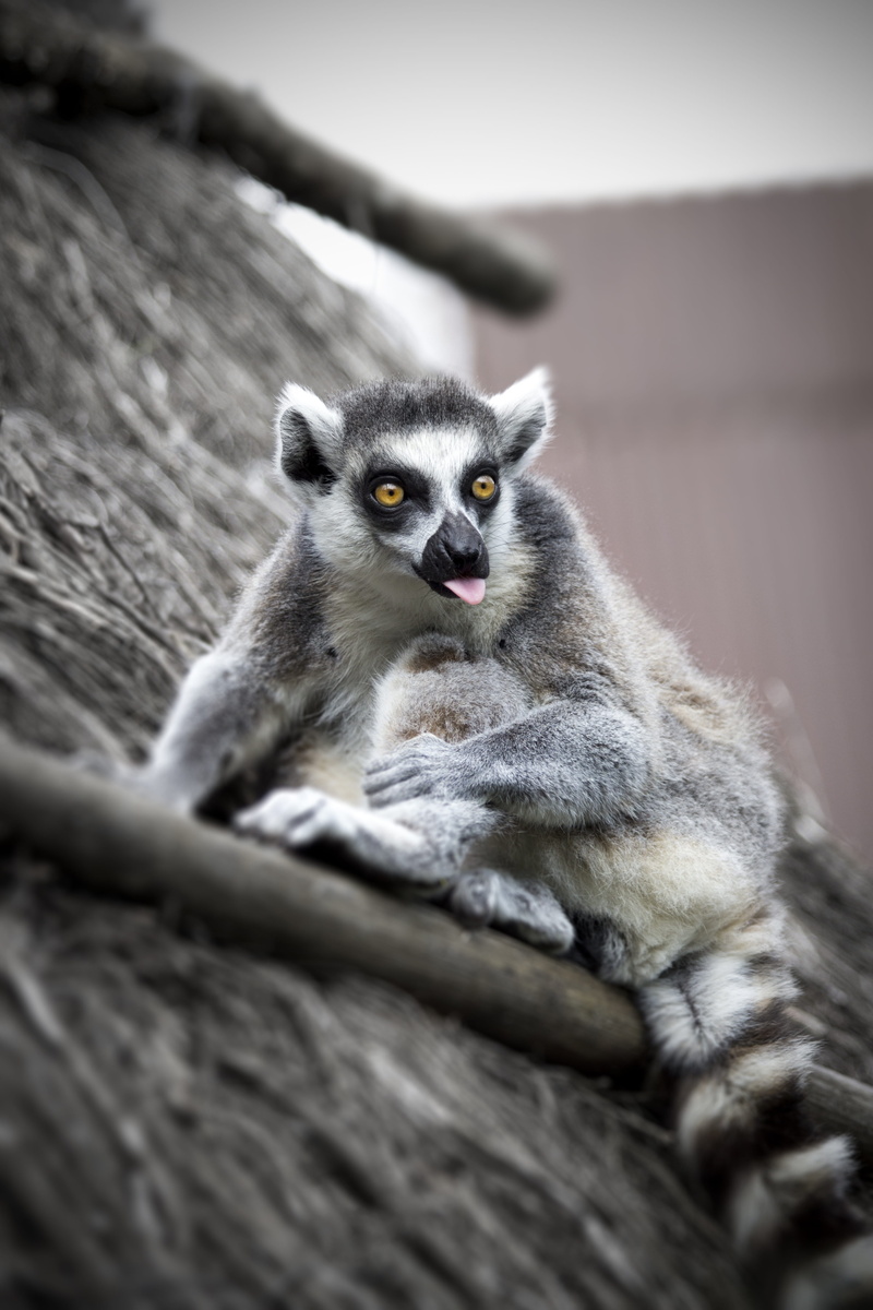 care, sitting, vertebrate, portrait, mammals, no people, nature, eyes, maki, eye, madagascar, cute, animal wildlife, fur, 5K, animal, mammal, animals in the wild