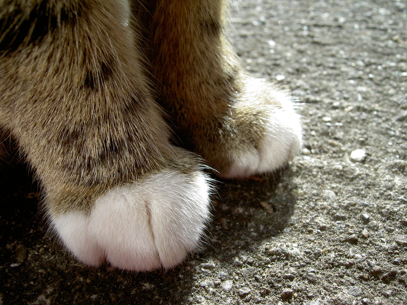 animal body part, domestic, paw, no people, cats paw, foot, feline, head drawing, animal wildlife, close-up, domestic cat, 2K, animal leg, low section
