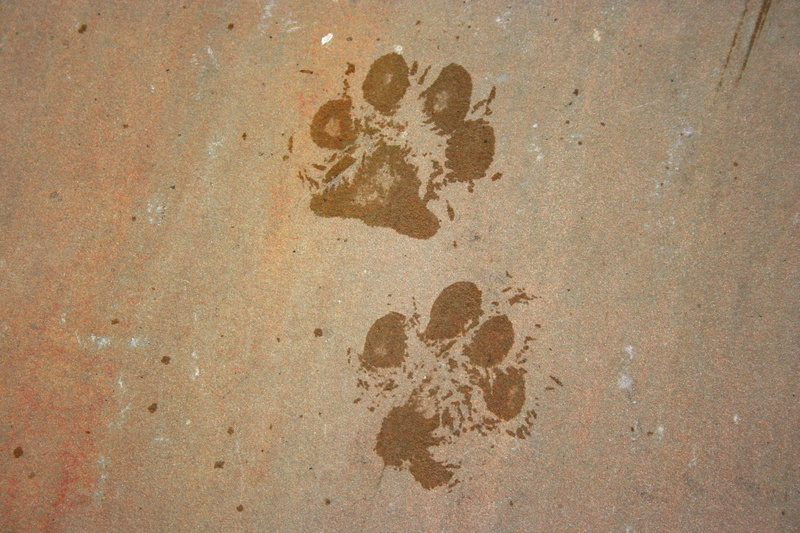 mark, close-up, pet, high angle view, trail, outdoors, no people, pattern, dog, backgrounds, wall - building feature, textured, nature, brown, track - imprint