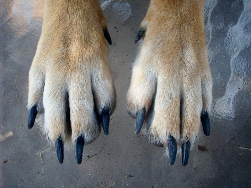mammal, animal themes, day, outdoors, dog, vertebrate, animal, foot, 2K, canine, no people, high angle view, one animal, animal leg, pet, puppy, animals in the wild