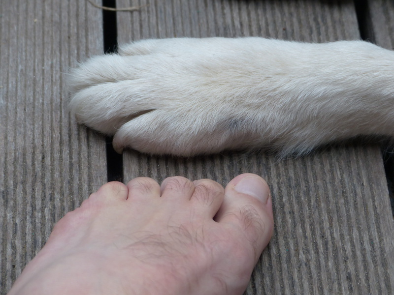 pets, Human, Paws, human foot, Ten, body part, close-up, domestic cat, Animal, domestic animals, feline, finger, low section, domestic, Dog, human body part