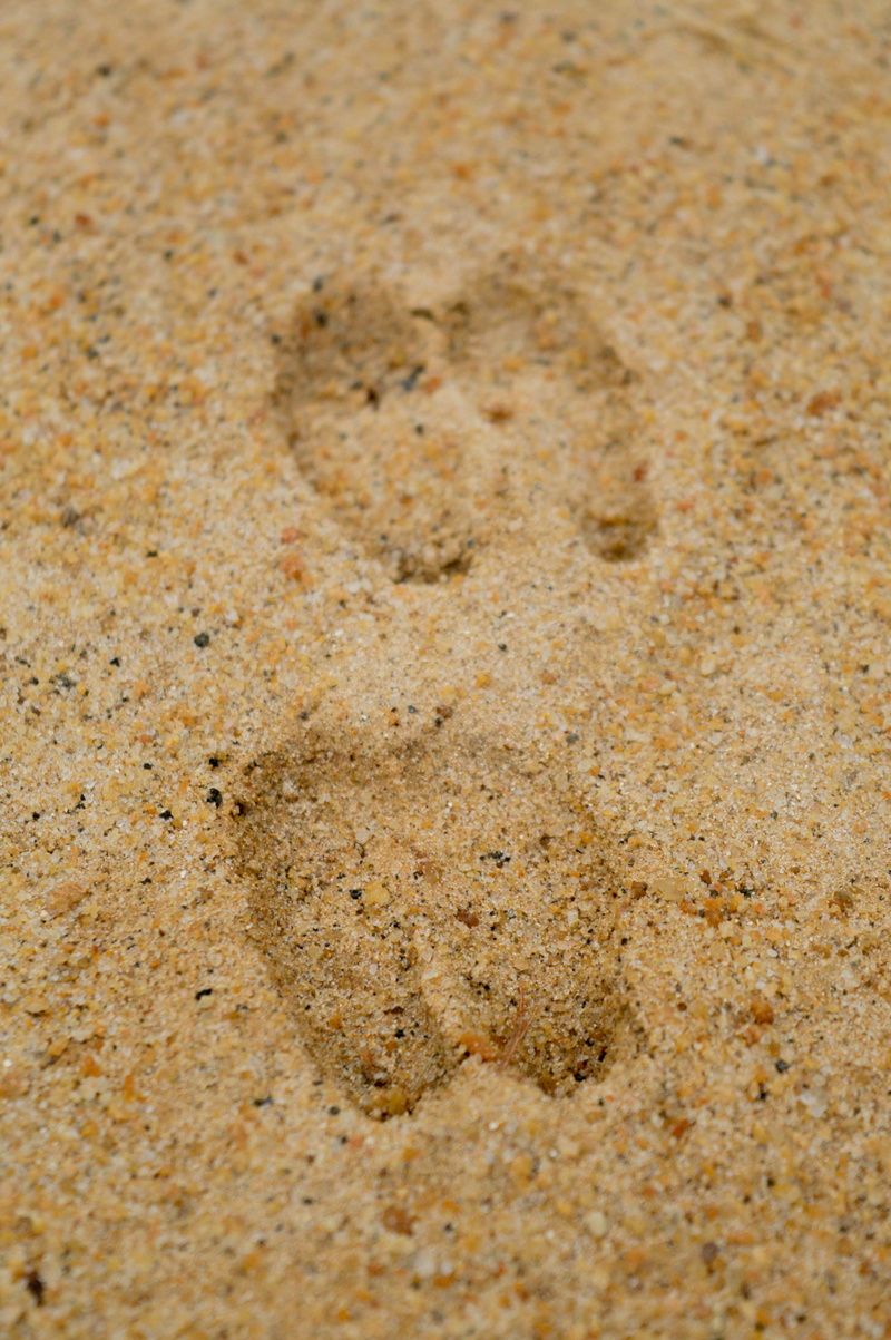 beach, animal themes, nature, close-up, track, step, barefoot, two, sands, no people, beige, hoof print, footprint, desert, sand, prints, outdoors, full frame