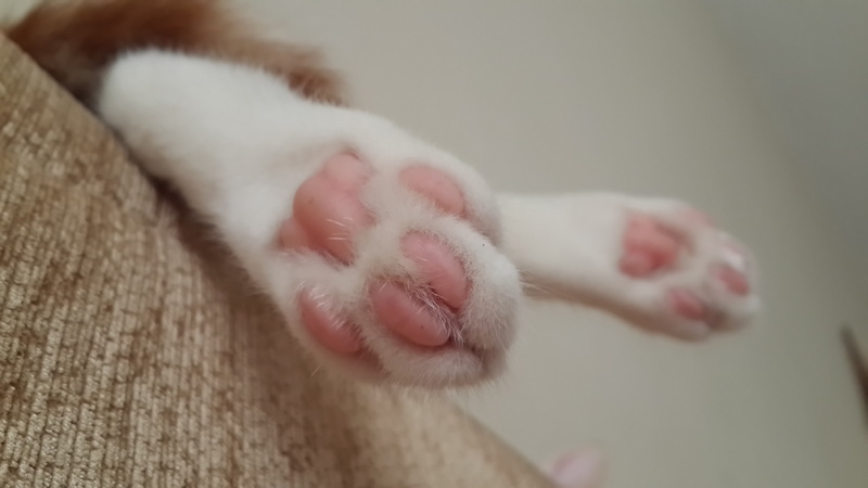 resting, one animal, white color, domestic animals, animal leg, pets, close-up, cat, 4K, human body part, domestic, indoors, cats, mammal, focus on foreground