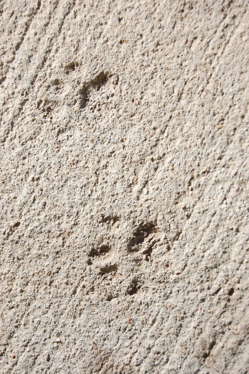 trace, wall - building feature, full frame, gray, paw, close-up, high angle view, print, 2K, built structure, nature, no people, tracks, footprints, foot