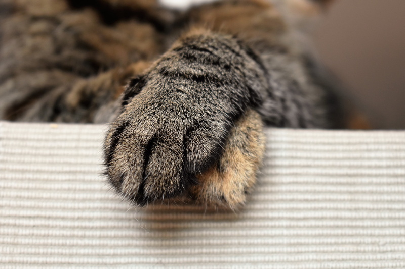 paw print, domestic animals, kitten, s, pet, cats paws, animal body part, animal leg, cats paw, domestic, napping, animal paw, paw, furniture, fluffy, animal themes
