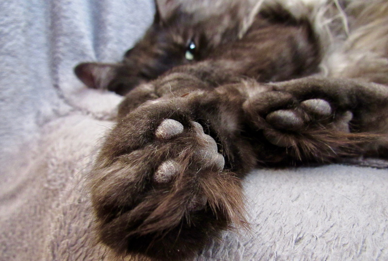 4K, one animal, lying down, feline, animal themes, whisker, domestic, domestic animals, paw, cat, pad, no people, canada, hair, pets, animal body part
