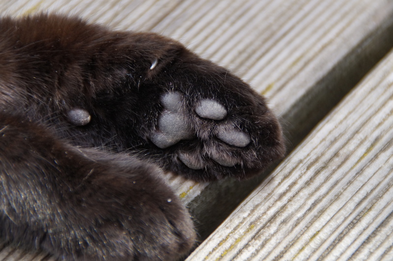 Foot, hair, animals in the wild, Ten, day, resting, ball of foot, vertebrate, focus on foreground, relaxation, animal paws, paw, animal hair, 5K, close-up