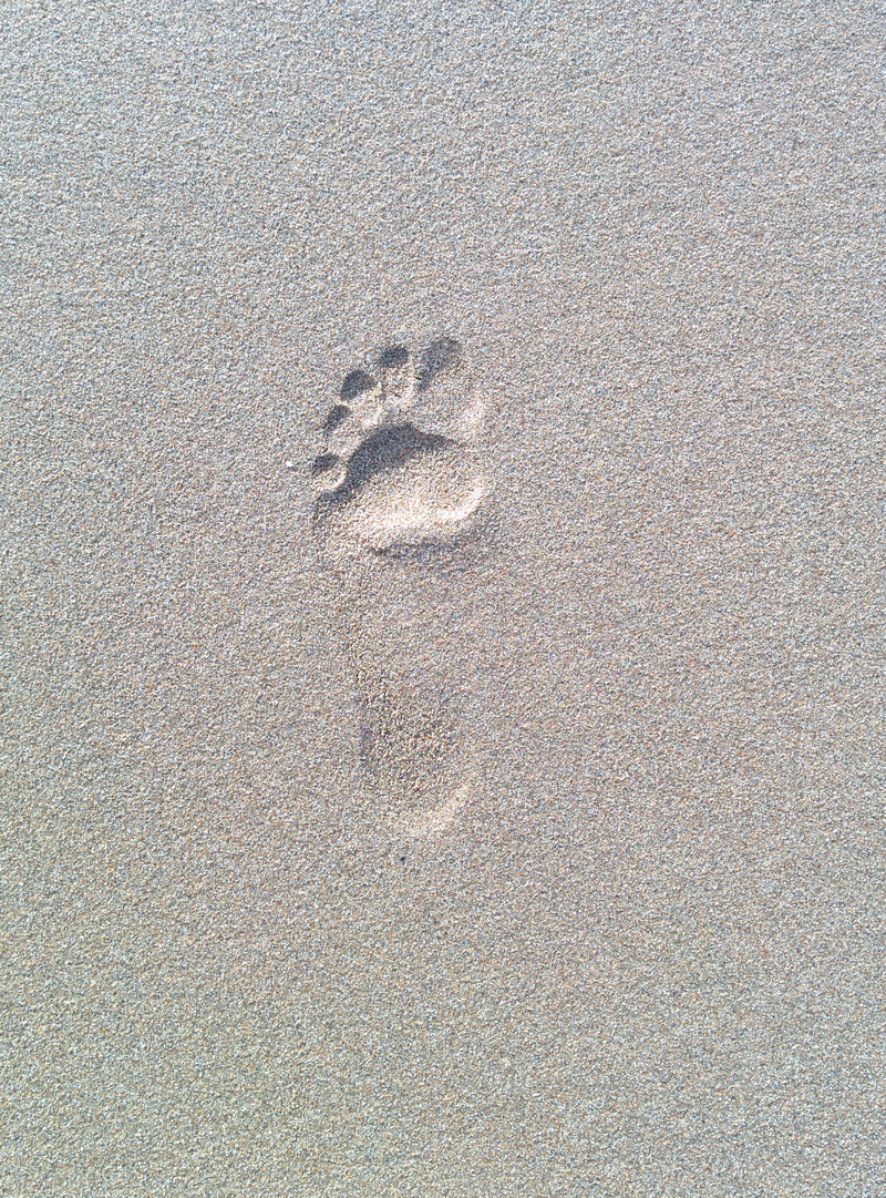 2K, no people, full frame, pattern, sand, day, high angle view, representation, human representation, Foot, beach, paw print, Sand, land, creativity, backgrounds