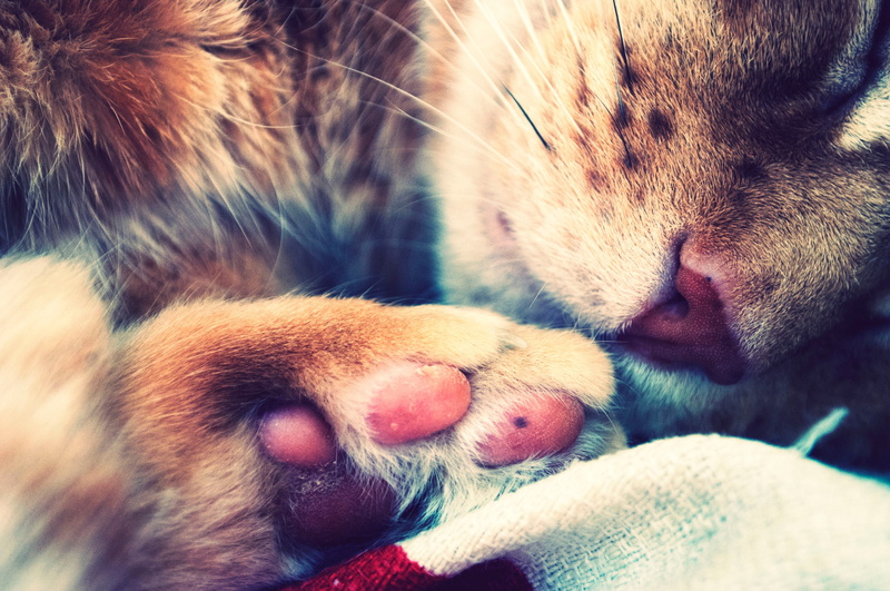 cat, foot, sleeping, paw, 2K