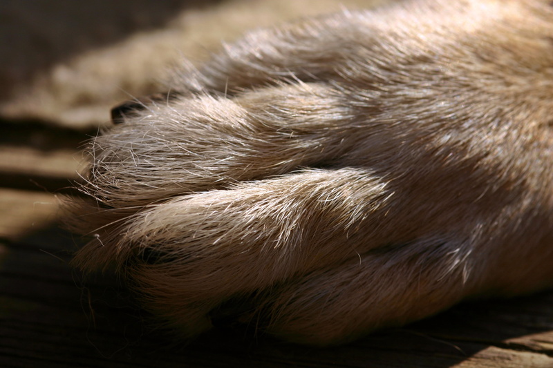 domestic animals, no people, animals in the wild, foot, animal head, pet, animal body part, 2K, animal hair, close, schäfer dog, fur, one animal, vertebrate