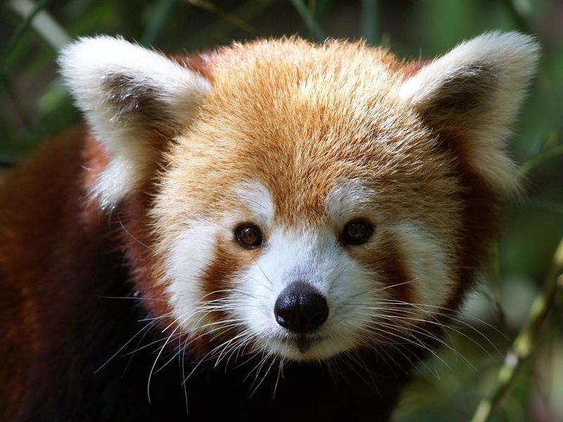 animal body part, bamboo - plant, snout, panda - animal, muzzle, animal wildlife, 1080P, Ailurus fulgens, red Panda, focus on foreground, no people, animals in the wild