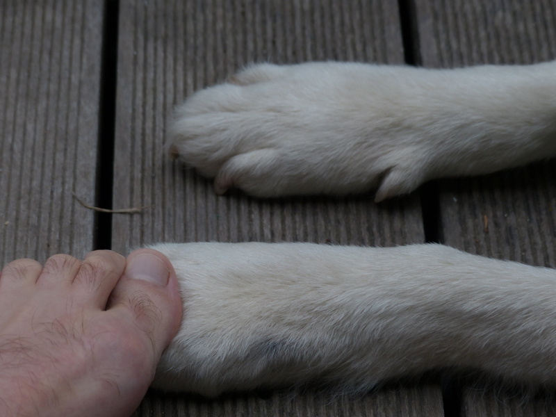 animal, domestic animals, close-up, human, human hand, paw, dog, contact, domestic, foot, encounter, animal themes, animal leg, hand, cat, 4K, body part