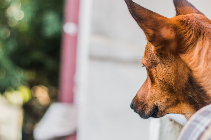 love, playful, tail, wildlife, close-up, eyes, happy, window, friend, doggy, domestic, paw, nose, pet, watching, animal themes, dog, animal head, young